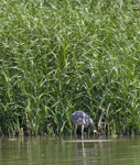 Great Blue Heron 0315